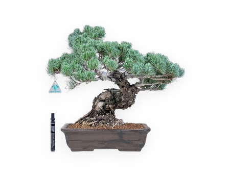 Bonsai di Pinus pentaphylla %separator% %category%