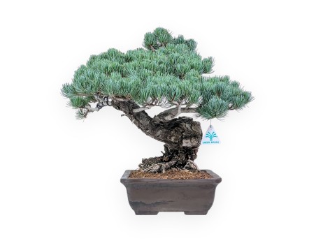 Bonsai di Pinus pentaphylla %separator% %category%