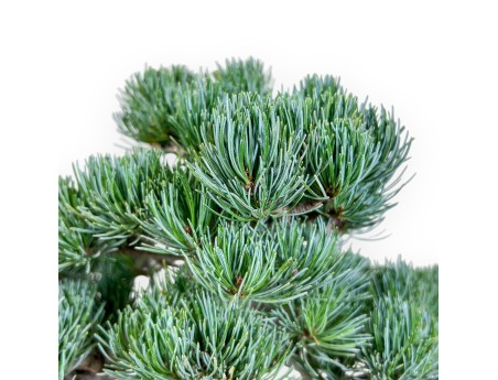Bonsai di Pinus pentaphylla %separator% %category%