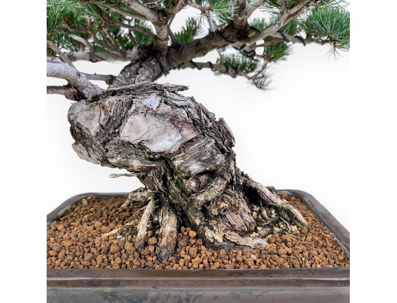Bonsai di Pinus pentaphylla %separator% %category%