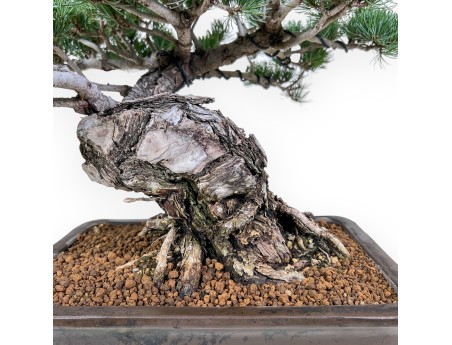 Pinus pentaphylla-bonsai %separator% %category%