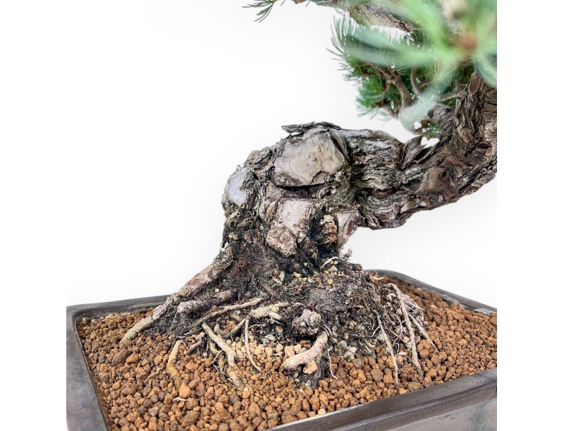 Bonsaï de Pinus pentaphylla %separator% %category%