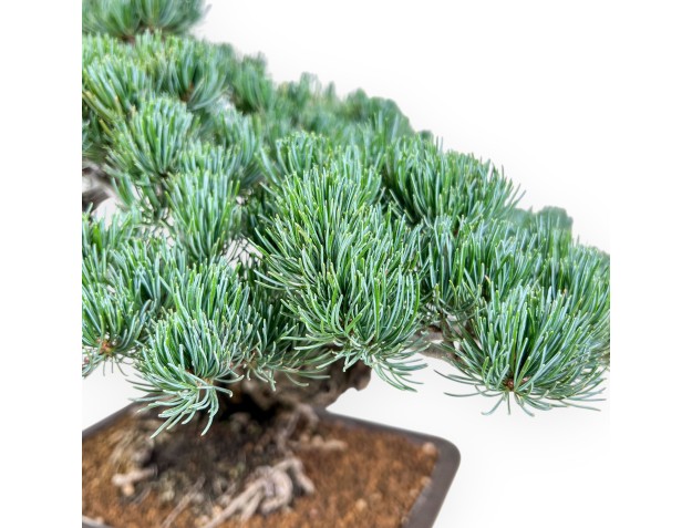 Pinus pentaphylla-bonsai %separator% %category% 2