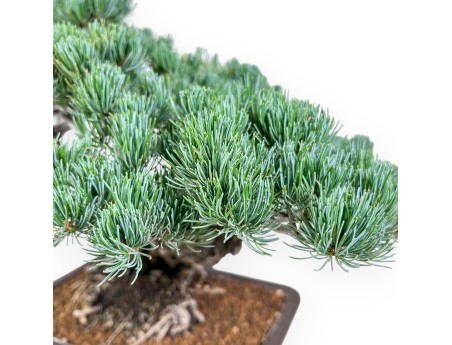 Bonsaï de Pinus pentaphylla %separator% %category%