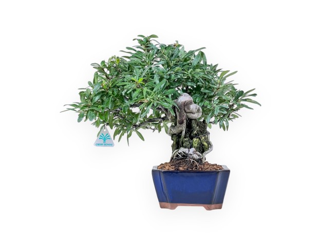 Pyracantha-Bonsai %separator% %category%