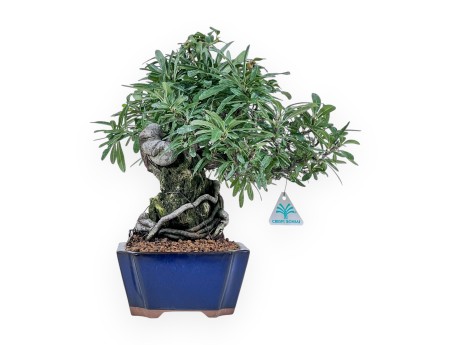 Pyracantha-Bonsai %separator% %category%