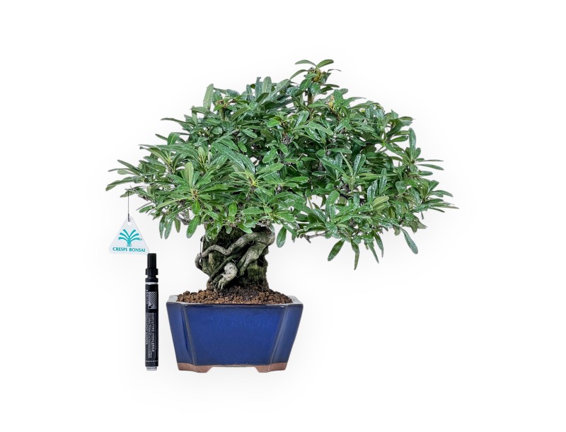 Pyracantha bonsai %separator% %category%
