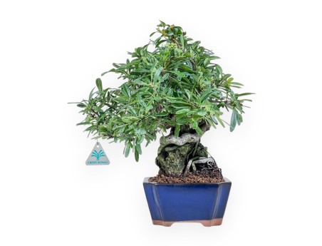 Pyracantha-Bonsai %separator% %category%