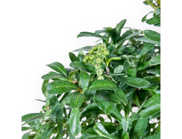 Pyracantha-Bonsai %separator% %category% 2