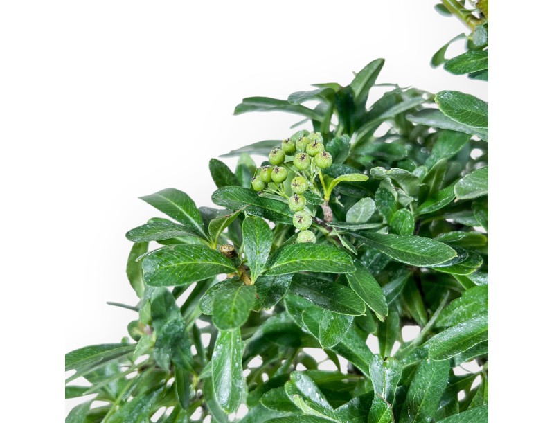 Pyracantha-Bonsai %separator% %category%