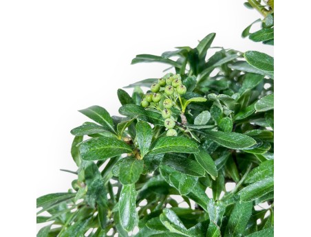 Pyracantha bonsai %separator% %category%