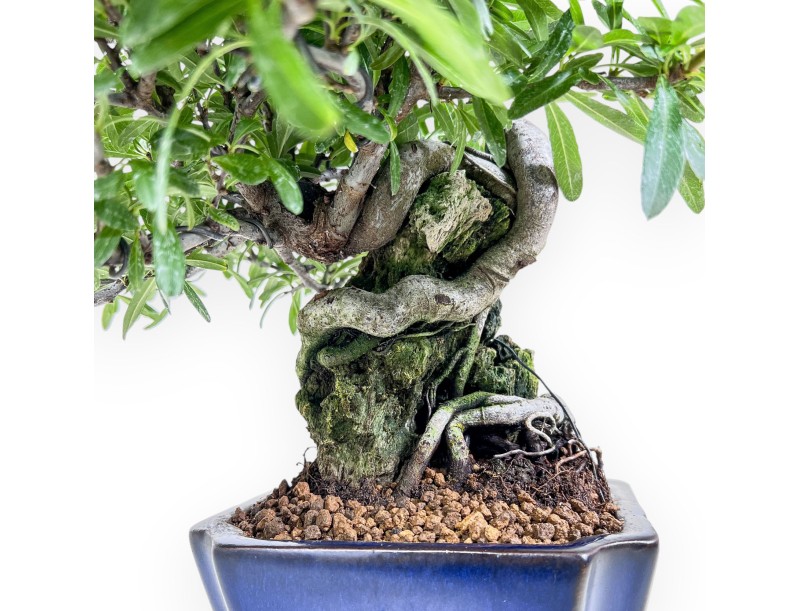 Pyracantha-Bonsai %separator% %category%