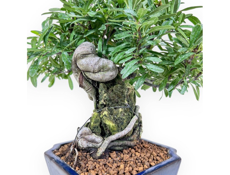 Pyracantha-Bonsai %separator% %category%
