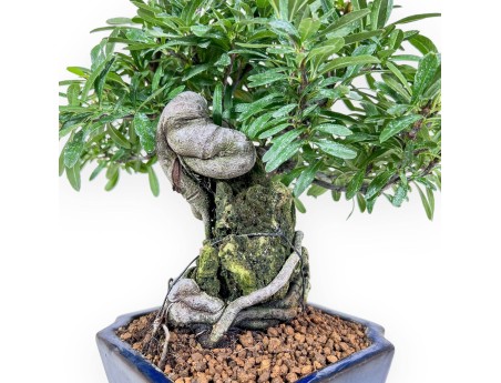 Pyracantha-Bonsai %separator% %category%