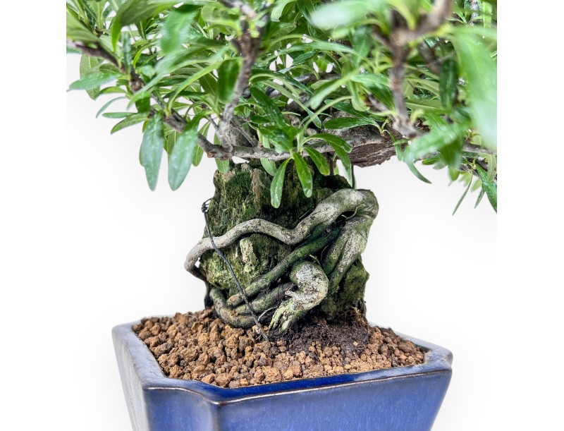 Pyracantha-Bonsai %separator% %category%