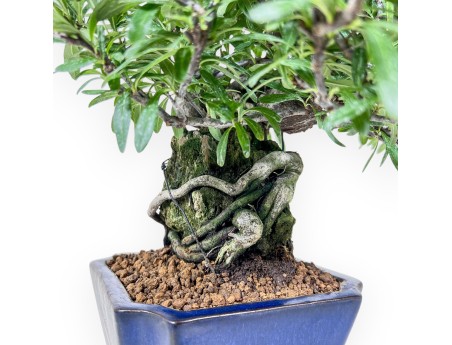 Pyracantha-Bonsai %separator% %category%
