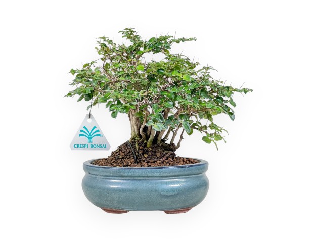 Bonsai di Damnacanthus indicus %separator% %category%