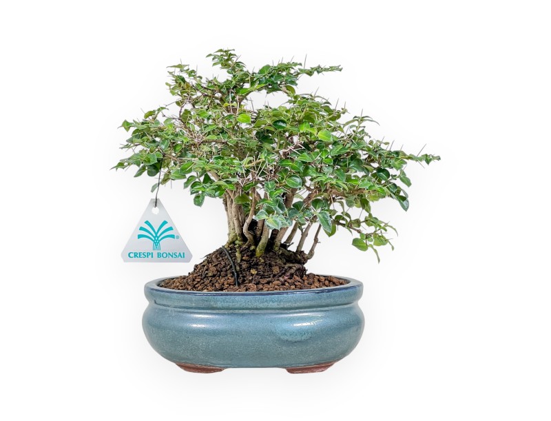 Damnacanthus indicus bonsai %separator% %category%