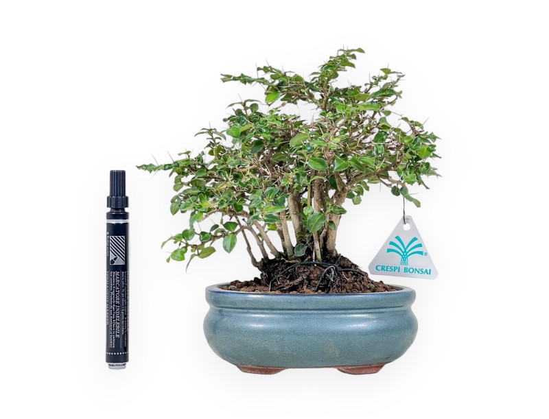 Damnacanthus indicus bonsai %separator% %category%