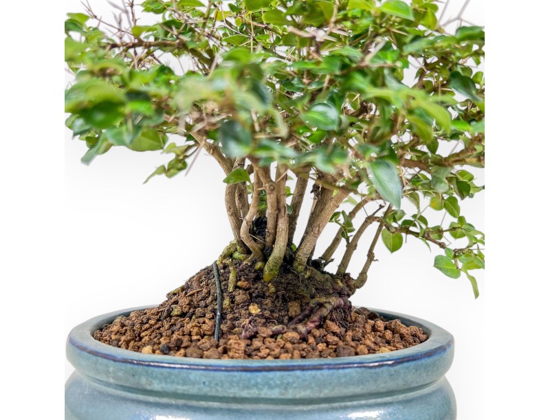 Damnacanthus indicus bonsai %separator% %category%