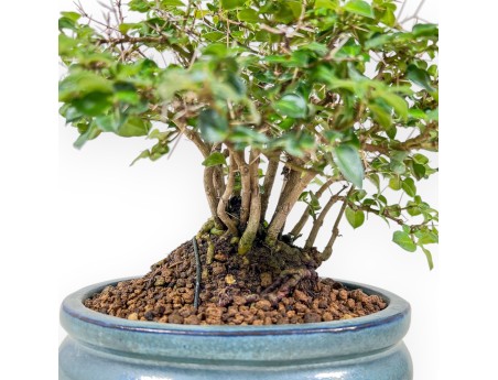 Damnacanthus indicus bonsai %separator% %category%