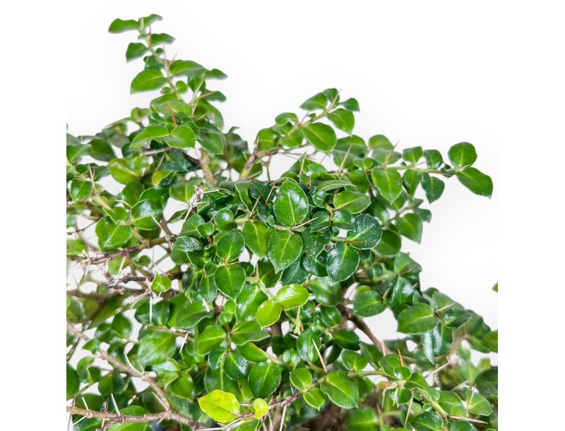 Damnacanthus indicus bonsai %separator% %category%