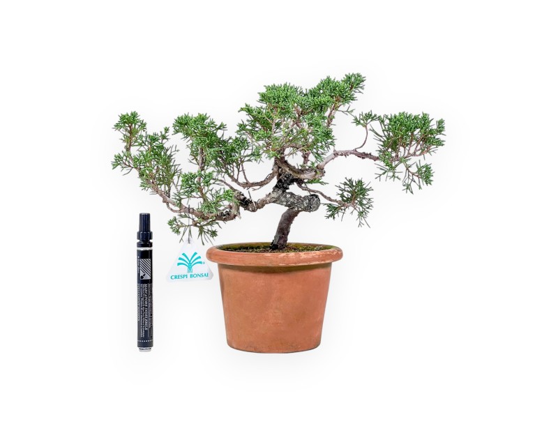 Bonsaï de Juniperus chinensis %separator% %category%