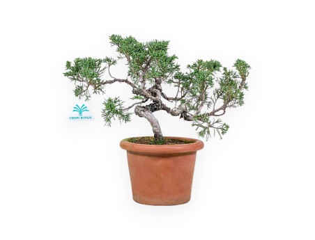 Bonsai aus Juniperus chinensis %separator% %category%