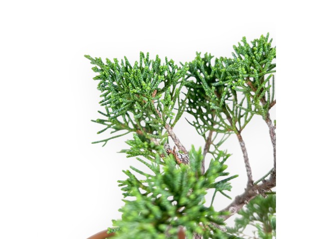 Bonsai van Juniperus chinensis %separator% %category% 2