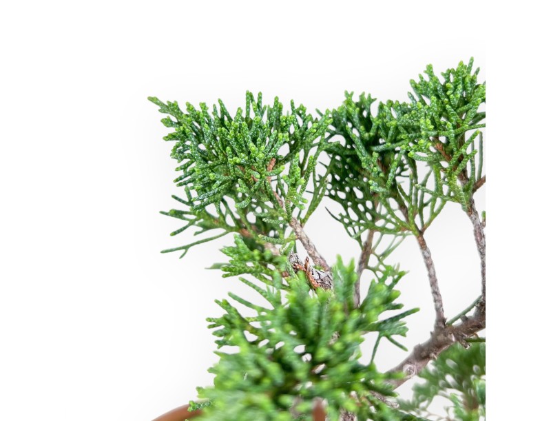 Bonsái de Juniperus chinensis %separator% %category%