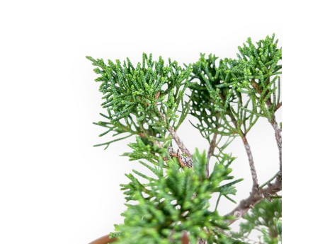 Bonsai aus Juniperus chinensis %separator% %category%