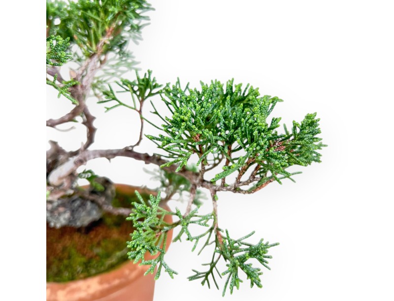 Bonsai van Juniperus chinensis %separator% %category%
