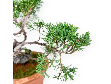 Bonsaï de Juniperus chinensis %separator% %category%