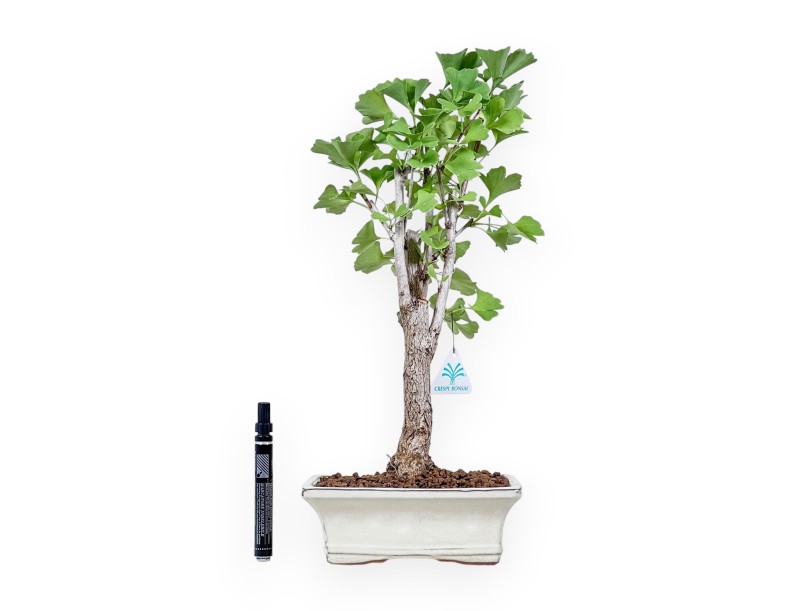 Ginkgo-biloba-Bonsai %separator% %category%