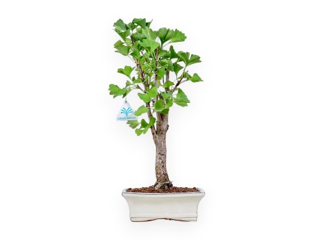 Ginkgo-biloba-Bonsai %separator% %category%