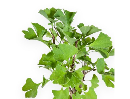 Ginkgo-biloba-Bonsai %separator% %category%