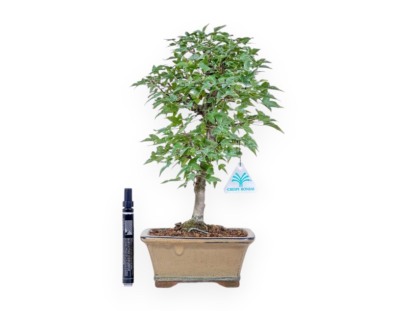 Bonsai aus Acer buergerianum %separator% %category%