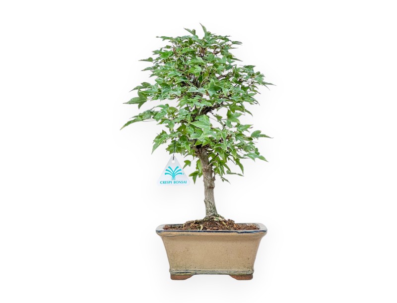 Acer buergerianum bonsai %separator% %category%