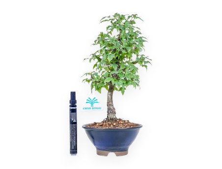 Bonsái de Acer buergerianum %separator% %category%