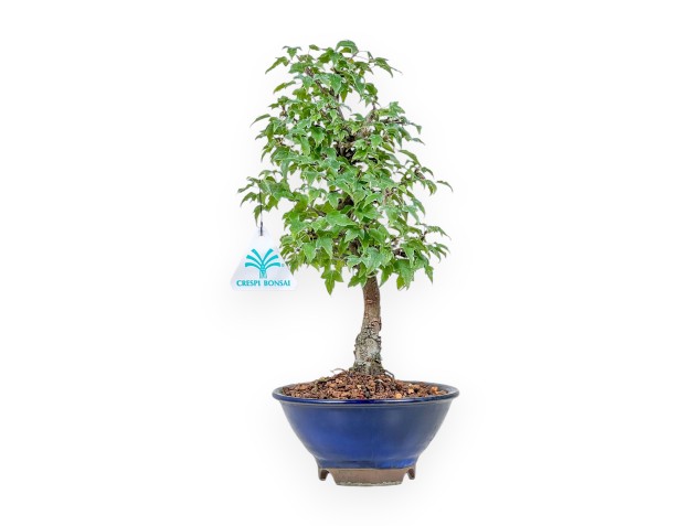 Bonsai aus Acer buergerianum %separator% %category%