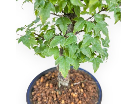 Bonsai aus Acer buergerianum %separator% %category%