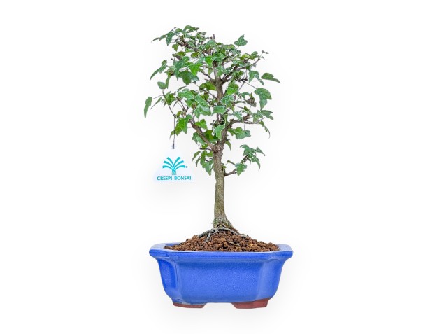 Bonsái de Acer buergerianum %separator% %category%