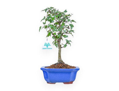 Bonsái de Acer buergerianum %separator% %category%