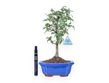 Bonsai aus Acer buergerianum %separator% %category%