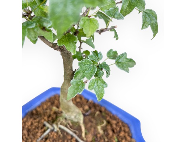 Bonsai di Acer buergerianum %separator% %category% 2