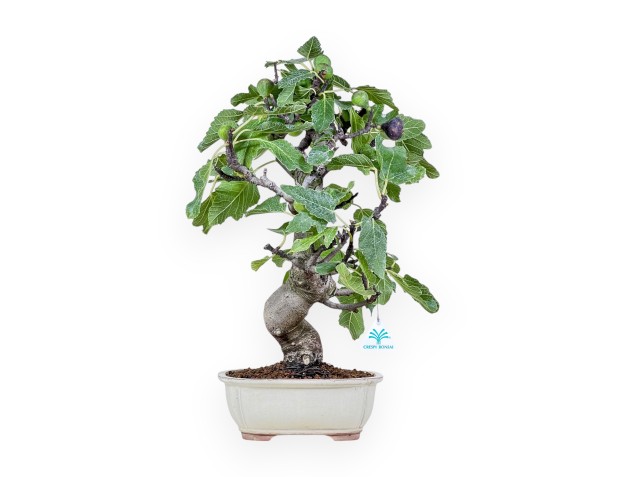 Ficus carica-bonsai %separator% %category%
