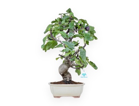 Ficus carica bonsai %separator% %category%