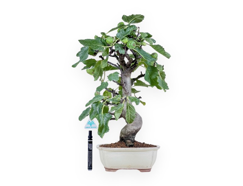 Ficus carica-bonsai %separator% %category%