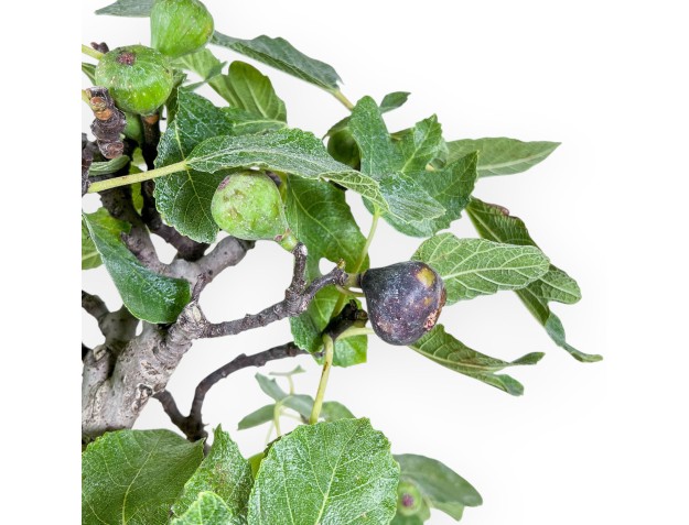 Bonsái de Ficus carica %separator% %category% 2