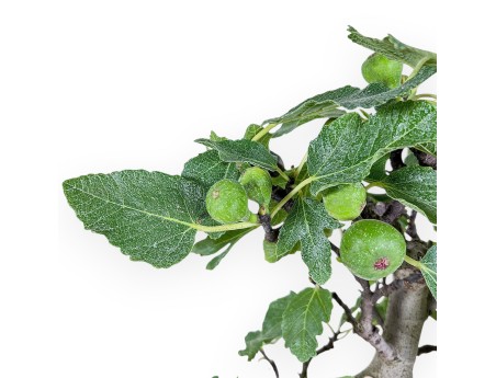 Ficus-carica-Bonsai %separator% %category%